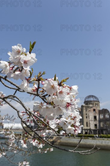 Branch with cherry blossoms, Sakura, behind it atomic bomb dome, Atomic Bomb Dome, ruins of the former building of the Chamber of Commerce and Industry, sight, UNESCO World Heritage Site, peace monument and memorial to the victims of the atomic bombing of Hiroshima in the Peace Park on the Otagawa River, Naka Ward, Hiroshima, Japan