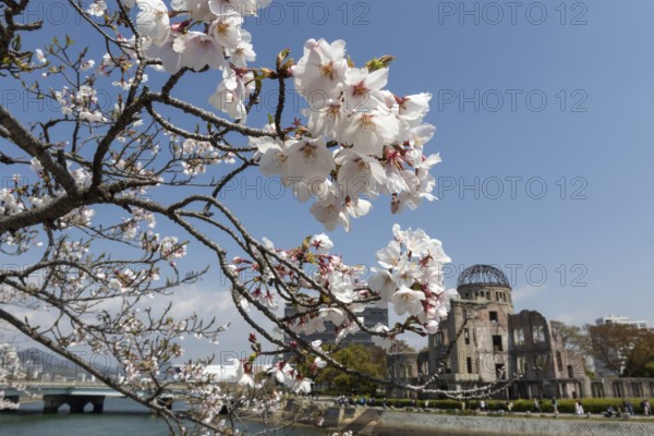 Branch with cherry blossoms, Sakura, behind it atomic bomb dome, Atomic Bomb Dome, ruins of the former building of the Chamber of Commerce and Industry, sight, UNESCO World Heritage Site, peace monument and memorial to the victims of the atomic bombing of Hiroshima in the Peace Park on the Otagawa River, Naka Ward, Hiroshima, Japan