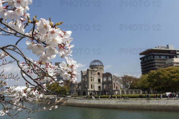 Branch with cherry blossoms, Sakura, behind it atomic bomb dome, Atomic Bomb Dome, ruins of the former building of the Chamber of Commerce and Industry, sight, UNESCO World Heritage Site, peace monument and memorial to the victims of the atomic bombing of Hiroshima in the Peace Park on the Otagawa River, Naka Ward, Hiroshima, Japan