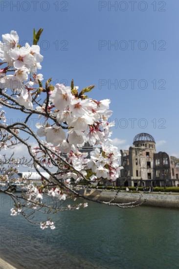 Branch with cherry blossoms, Sakura, behind it atomic bomb dome, Atomic Bomb Dome, ruins of the former building of the Chamber of Commerce and Industry, sight, UNESCO World Heritage Site, peace monument and memorial to the victims of the atomic bombing of Hiroshima in the Peace Park on the Otagawa River, Naka Ward, Hiroshima, Japan