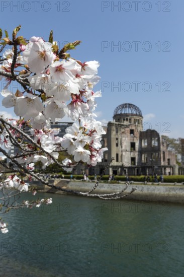 Branch with cherry blossoms, Sakura, behind it atomic bomb dome, Atomic Bomb Dome, ruins of the former building of the Chamber of Commerce and Industry, sight, UNESCO World Heritage Site, peace monument and memorial to the victims of the atomic bombing of Hiroshima in the Peace Park on the Otagawa River, Naka Ward, Hiroshima, Japan