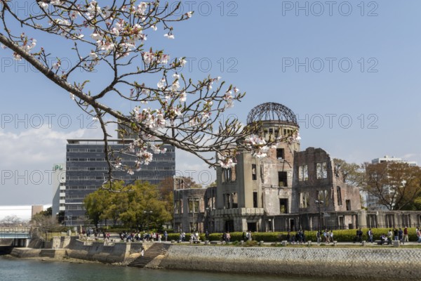 Branch with cherry blossoms, Sakura, behind it atomic bomb dome, Atomic Bomb Dome, ruins of the former building of the Chamber of Commerce and Industry, sight, UNESCO World Heritage Site, peace monument and memorial to the victims of the atomic bombing of Hiroshima in the Peace Park on the Otagawa River, Naka Ward, Hiroshima, Japan