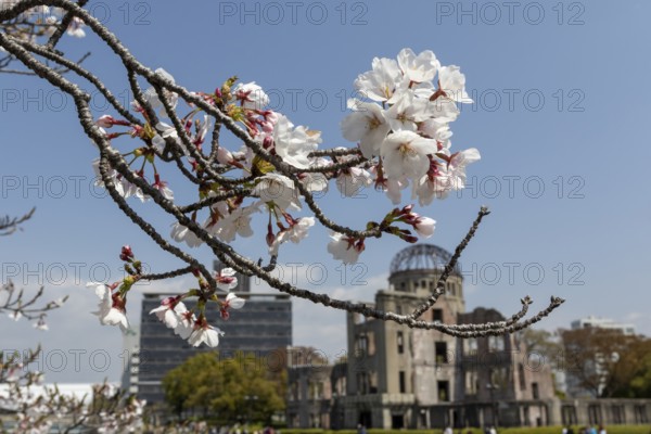 Branch with cherry blossoms, Sakura, behind it atomic bomb dome, Atomic Bomb Dome, ruins of the former building of the Chamber of Commerce and Industry, sight, UNESCO World Heritage Site, peace monument and memorial to the victims of the atomic bombing of Hiroshima in the Peace Park on the Otagawa River, Naka Ward, Hiroshima, Japan