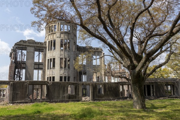 Tree in front of the atomic bomb dome, Atomic Bomb Dome, ruins of the former Chamber of Commerce and Industry building, landmark, UNESCO World Heritage Site, peace memorial and memorial to the victims of the atomic bombing of Hiroshima in the Peace Park, Naka Ward, Hiroshima, Japan