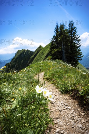 A narrow hiking trail leads through a flower-filled mountain landscape under a blue sky. Kleinwalsertal Vorarlberg Austria
