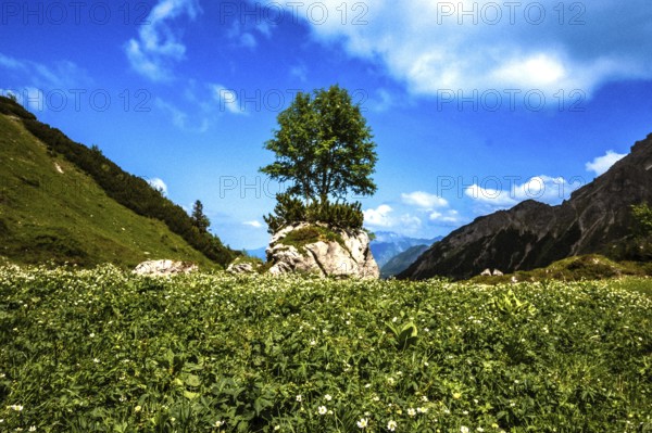A single tree on a rock in the middle of a green meadow under a blue sky. Kleinwalsertal Vorarlberg Austria