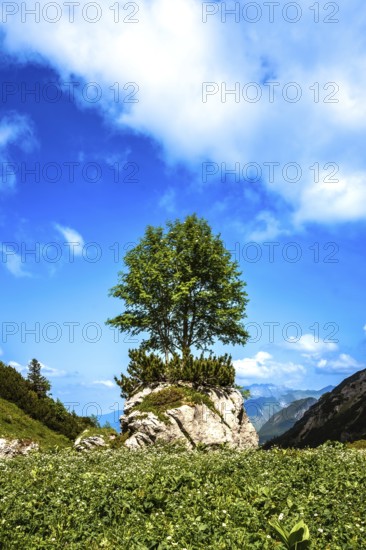 Single tree on a rock under a blue sky with white clouds in a picturesque landscape. Kleinwalsertal Vorarlberg Austria