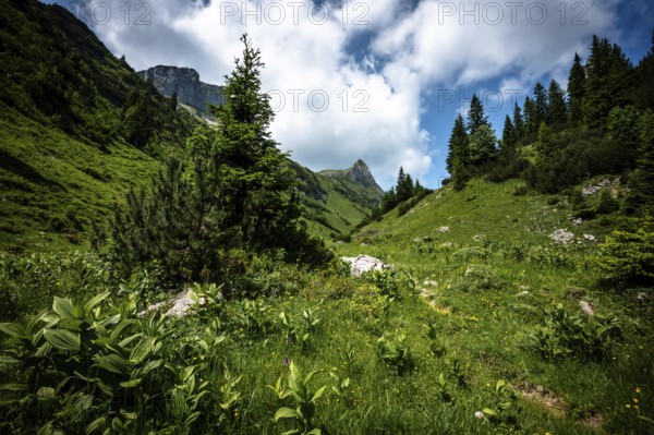 Green valley with hiking trail between mountains under a blue sky with clouds. Kleinwalsertal Vorarlberg Austria