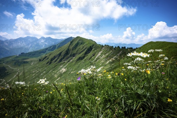 Colourful flower meadow in front of a green mountain landscape under a cloudy sky. Kleinwalsertal Vorarlberg Austria