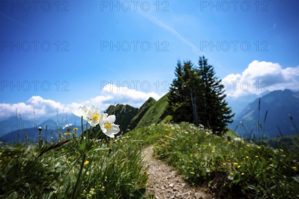 View of flowers at the edge of a mountain path with blue sky and mountains. Kleinwalsertal Vorarlberg Austria