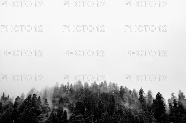 Dense forest in the fog in black and white, mysterious impression. Kleinwalsertal Vorarlberg Austria