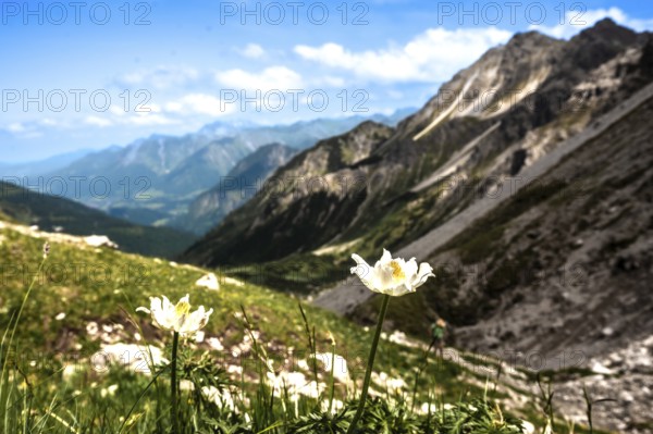 Foreground with flowers and impressive mountain panorama under a clear sky. Kleinwalsertal Vorarlberg Austria