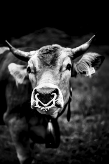 Close-up of a cow with horns in black and white, surrounded by a rural background