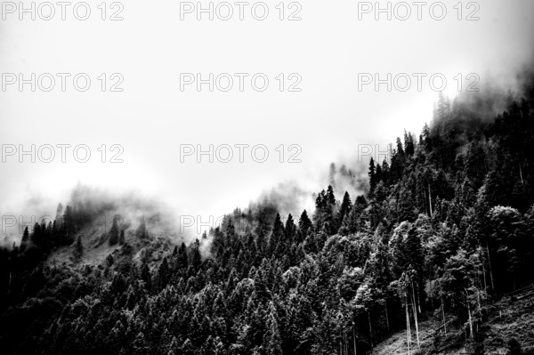 Fog-shrouded forest in black and white with a mysterious impression. Kleinwalsertal Vorarlberg Austria