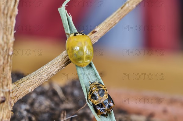 Close-up of a newly hatched ladybird (Coccinellidae) still without dots above its shell, Wismar, Mecklenburg-Vorpommern, Germany