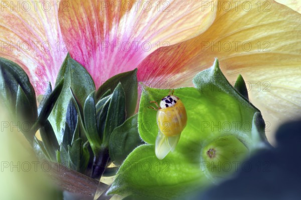 A newly hatched ladybird (Coccinellidae) dries its wings on a leaf in front of a large, pink-yellow flower, Wismar, Mecklenburg-Western Pomerania, Germany