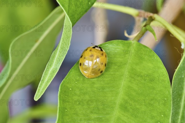 Close-up of a newly hatched ladybird (Coccinellidae) on a green leaf, Wismar, Mecklenburg-Vorpommern, Germany