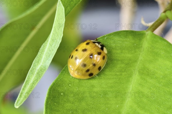 A yellow ladybird (Coccinellidae) lies on a green leaf in close-up, Wismar, Mecklenburg-Vorpommern, Germany