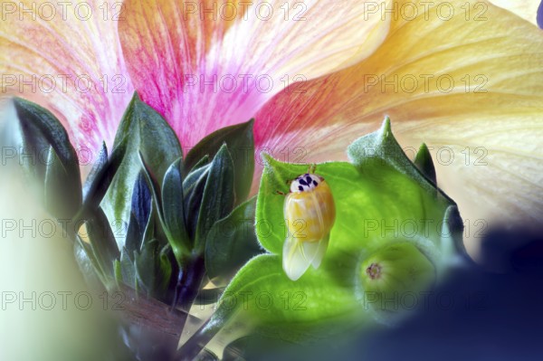 A newly hatched ladybird (Coccinellidae) dries its wings on a leaf in front of a large, brightly coloured flower, Wismar, Mecklenburg-Vorpommern, Germany