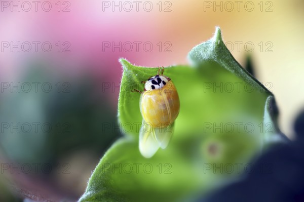 A newly hatched ladybird (Coccinellidae) drying its wings on a leaf in close-up with a blurred background, Wismar, Mecklenburg-Vorpommern, Germany