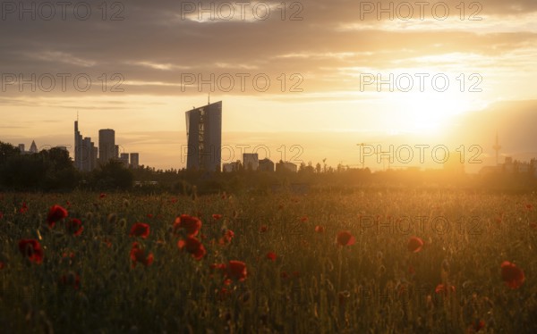 Blooming poppies in front of the skyline. Oberrad, Frankfurt am Main, Hesse, Germany