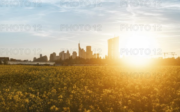 Frankfurt skyline above yellow rape field. Oberrad, Frankfurt am Main, Hesse, Germany