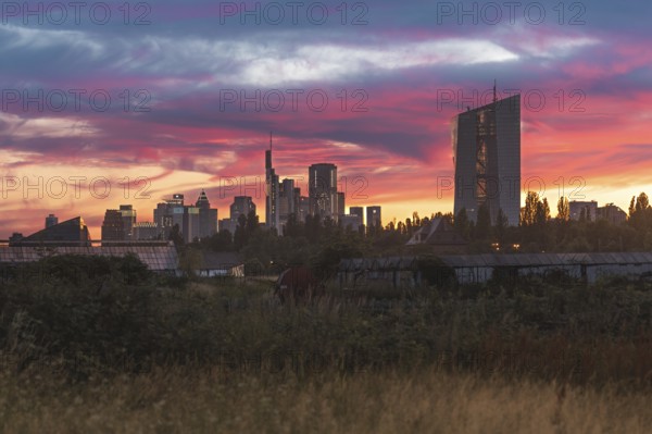 Skyline in golden-pink evening light. Oberrad, Frankfurt am Main, Hesse, Germany
