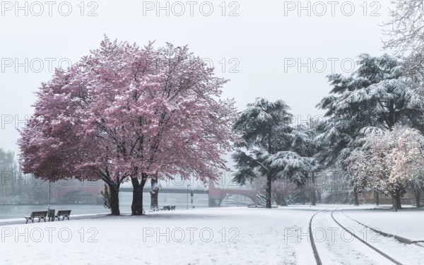 Snowfall surprises cherry blossom. Frankfurt am Main city centre, Hesse, Germany