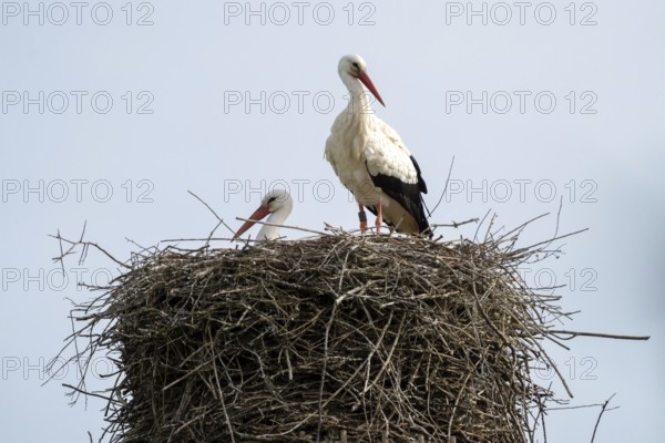 Two storks (Ciconia ciconia) carefully guarding their nest. Trebur, Groß-Gerau, Hesse, Germany