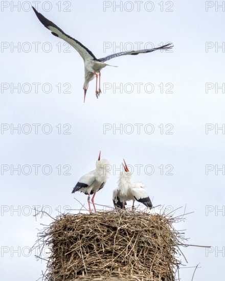 Stork (Ciconia ciconia) on a nest. Trebur, Groß-Gerau, Hesse, Germany