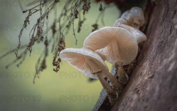 Beech slime mould (Oudemansiella mucida) in the city forest. Mönchbruch, Mörfelden, Groß-Gerau, Hesse, Germany