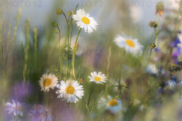 Daisies bloom on a colourful summer meadow. Bad Homburg Castle Park. Hesse, Germany
