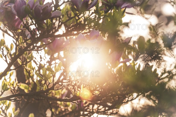 Sunlight and magnolias. Bad Homburg Castle Park, Hesse, Germany