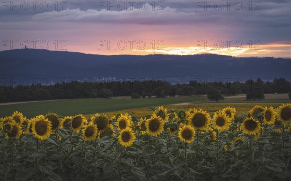Sunflower field in the evening light. Preungesheim -Frankfurt am Main, Hesse, Germany