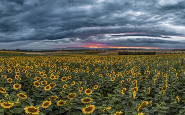 Sunflowers defy storm and thunderclouds. Preungesheim, Frankfurt am Main, Hesse, Germany