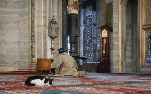 Faith, patience and a cat (Felix catus) that dreams. Blue Mosque, Sultanahmet, Istanbul, Turkey