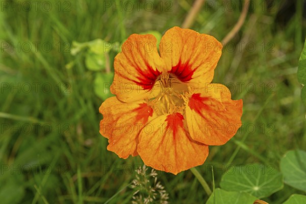 Flower, nasturtium (Tropaeolum), Sieversen, Rosengarten, Lower Saxony, Germany