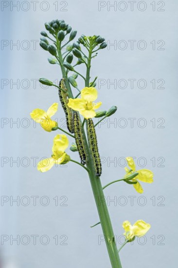 Caterpillars, Cabbage butterfly (Pieris brassicae) on a broccoli plant, Sieversen, Rosengarten, Lower Saxony, Germany