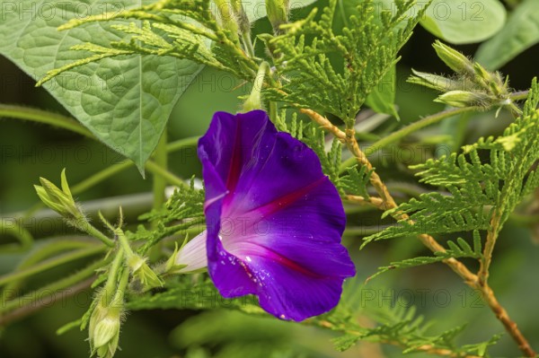 Flower, purple funnel bindweed (Ipomoea purpurea), Sieversen, Rosengarten, Lower Saxony, Germany