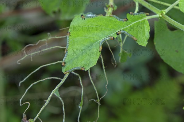 Leaf wasp larvae feeding on a willow leaf (Salix caprea), Sieversen, Rosengarten, Lower Saxony, Germany