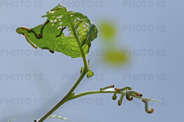 Leaf wasp larvae feeding on a willow leaf (Salix caprea), Sieversen, Rosengarten, Lower Saxony, Germany