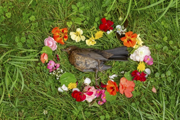 Flower decoration for dead blackbird (Turdus merula), blackbird death, Sieversen, Rosengarten, Lower Saxony, Germany