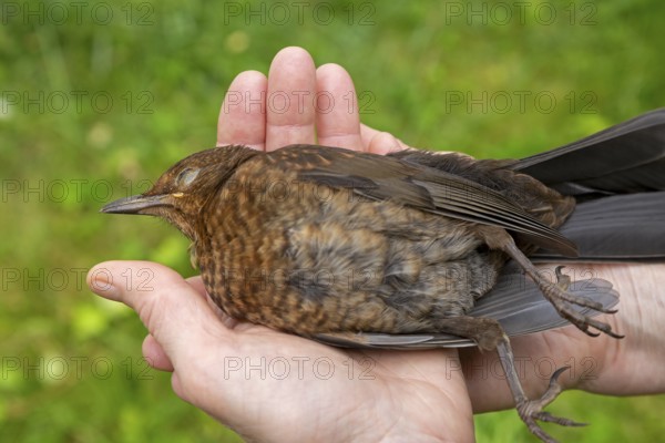 Woman holding a dead blackbird (Turdus merula), blackbird death, Sieversen, Rosengarten, Lower Saxony, Germany