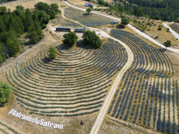Hilly landscape with undulating lavender and corn fields, photographed from above, aerial view, Safranbolu Safrani, Safrani, cultivation of saffron crocus, Karabük province, Black Sea region, Central Anatolia, Turkey