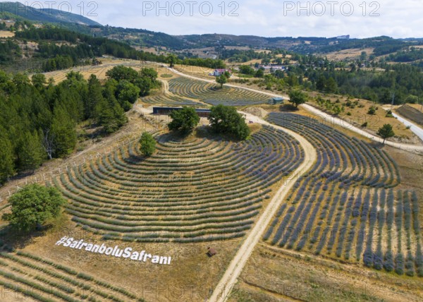 Aerial view of undulating lavender fields in a hilly landscape, aerial view, Safranbolu Safrani, Safrani, cultivation of saffron crocus, Karabük province, Black Sea region, Central Anatolia, Turkey