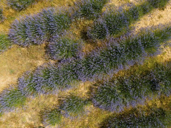Close-up of lavender bushes showing the structure and colour of the plants, aerial view, Safranbolu Safrani, Safrani, cultivation of saffron crocus, Karabük province, Black Sea region, Central Anatolia, Turkey