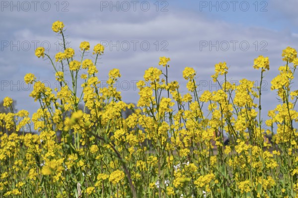 Rape blossom (Brassica napus), Münsterland, North Rhine-Westphalia, Germany