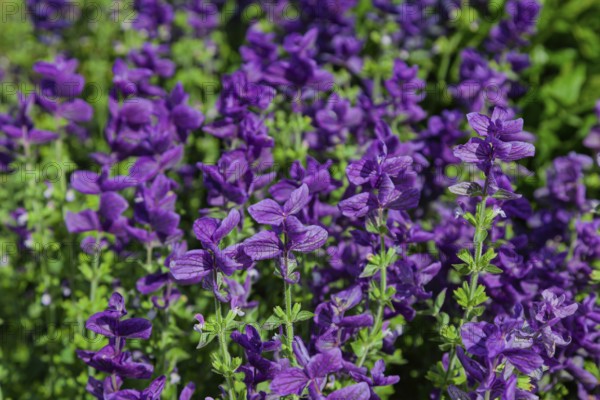 Crested sage (Salvia viridis, Salvia horminum), North Rhine-Westphalia, Germany