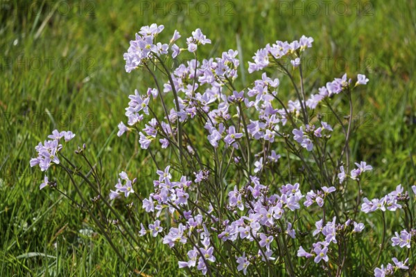 Meadow foamwort (Cardamine pratensis), Münsterland, North Rhine-Westphalia, Germany