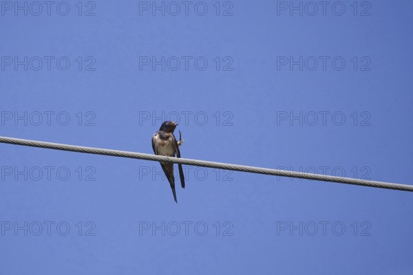 Swallow in front of a blue summer sky, August, Germany